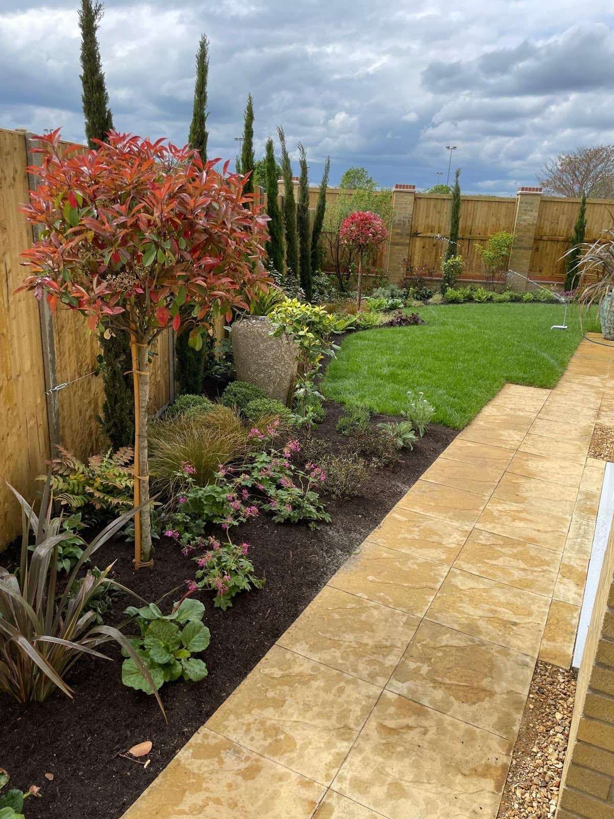 New border planting with standard photinia trees and cypresses