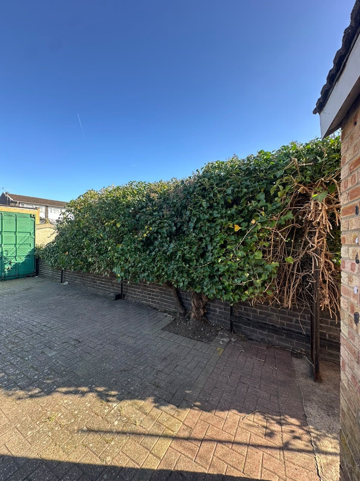 Overgrown ivy along a yard wall, ready to be cut back