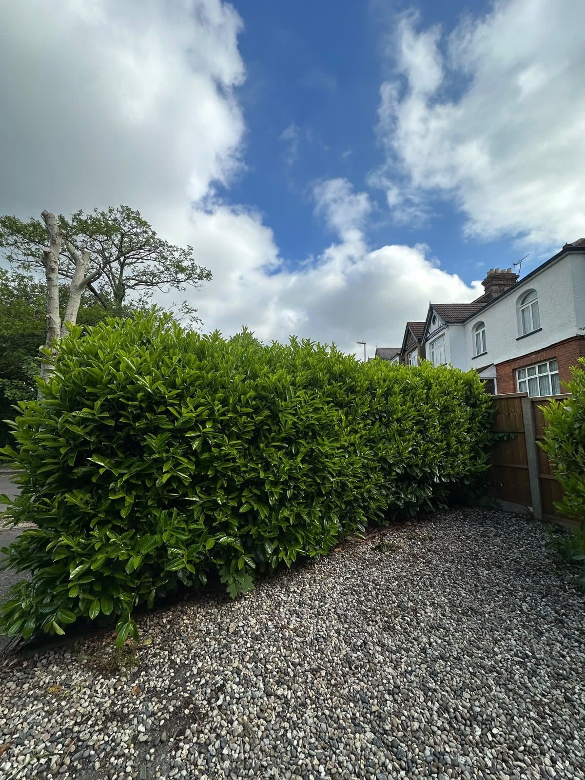 Dense, overgrown laurel hedge beside a gravel driveway