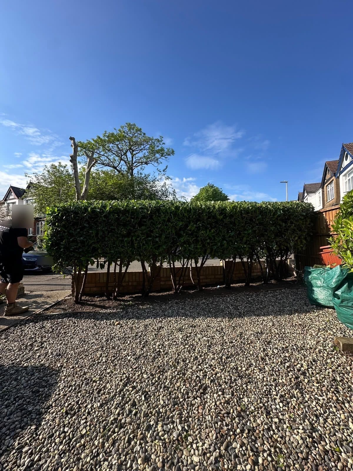 Freshly trimmed laurel hedge along a front garden