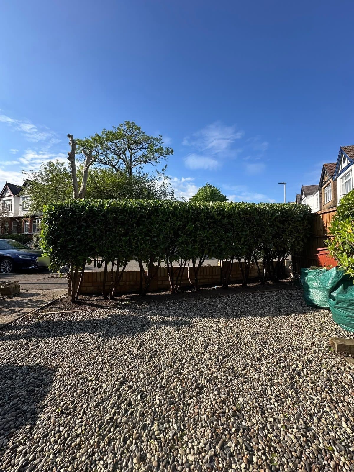 The same laurel hedge cut back to a neat, flat-topped shape