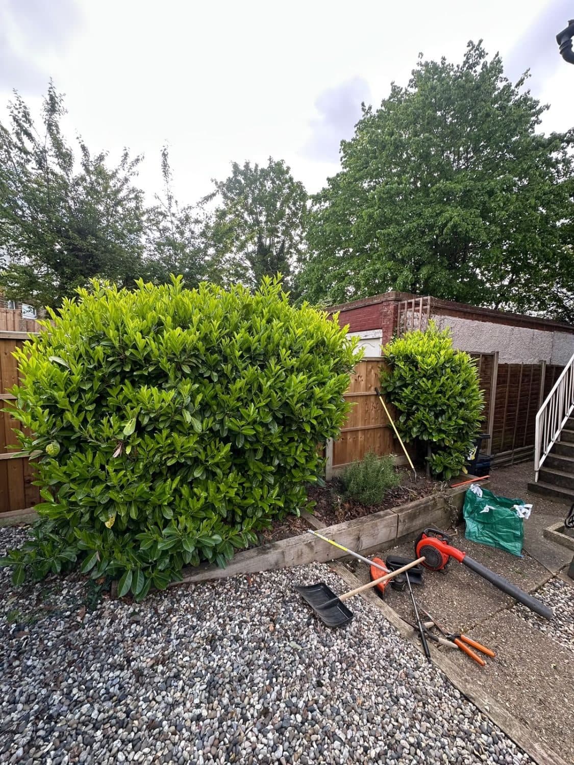 Overgrown laurels spilling out of a raised sleeper bed
