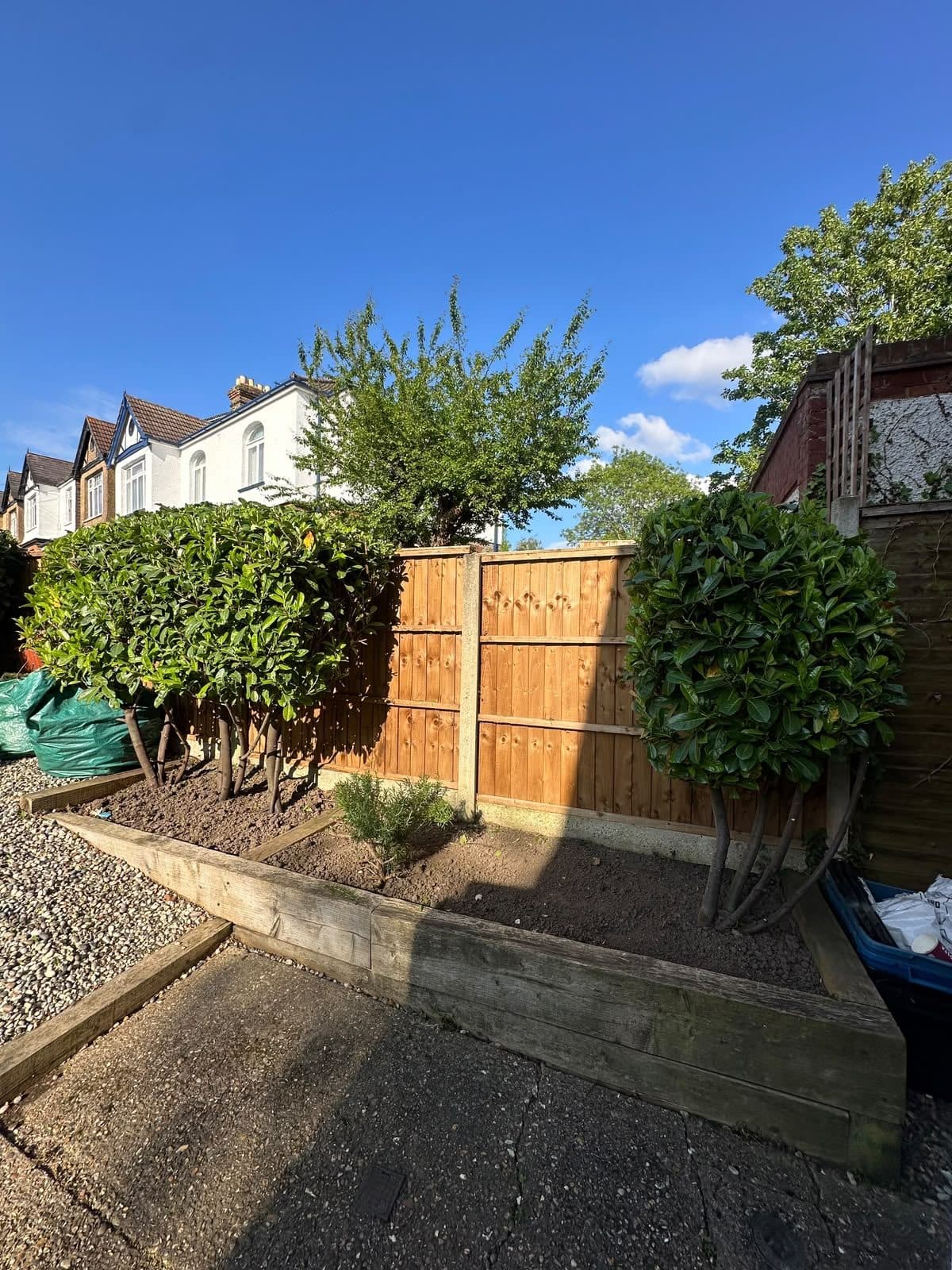 Raised sleeper bed tidied, with laurels shaped into standards