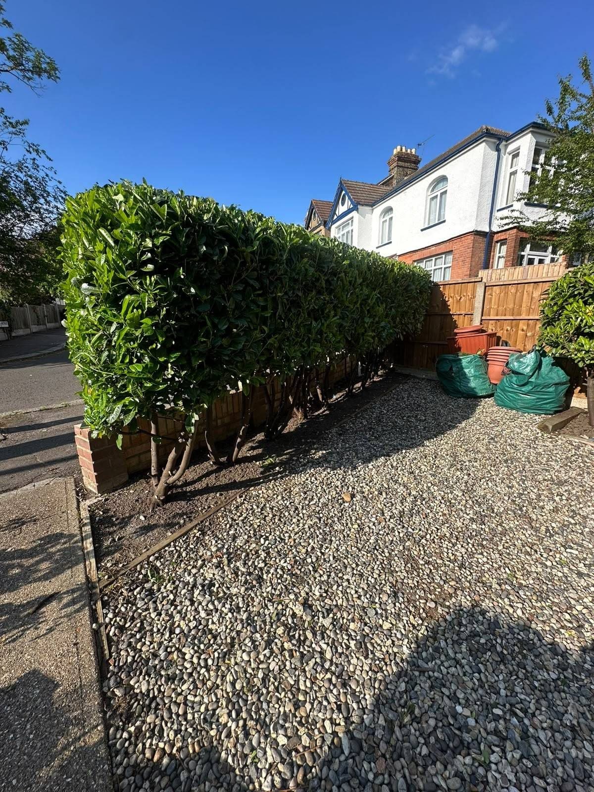 Laurel hedge trimmed into a clean, box shape